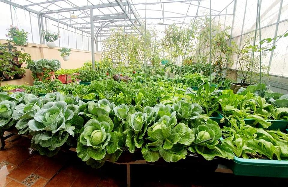 Vườn rau trái sum suê, thu hoạch mỏi tay của  nữ gia chủ ở Quy Nhơn - 10