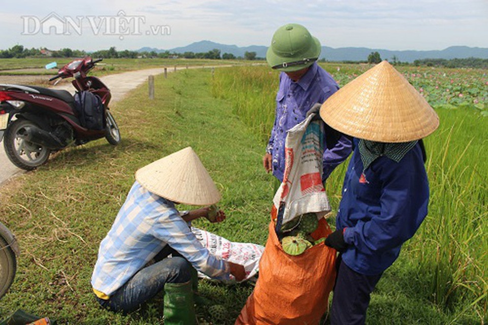 Hà Tĩnh: Cả làng trồng sen, chỉ bán hạt cũng lãi gấp đôi so với cấy lúa - 8 Hà Tĩnh: Cả làng trồng sen, chỉ bán hạt cũng lãi gấp đôi so với cấy lúa - 8