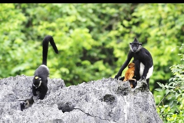 Loài Voọc mông trắng quý hiếm sẽ được bảo tồn ngay tại Hà Nội