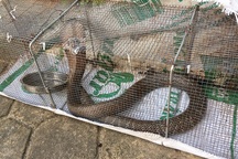 Sự thật rắn độc "bủa vây" toà chung cư mới ở Hà Nội