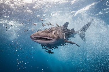 Khả năng “nhịn đói” kì lạ của cá mập voi