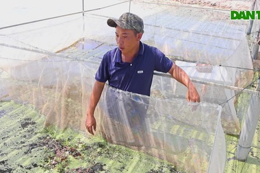 Nuôi con đặc sản "siêu đẻ", chi phí rẻ, vợt lên là bán hết