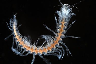 Phát hiện loài giáp xác trong hang động hoàn toàn mới