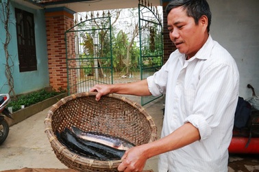 Kiếm cả trăm triệu đồng từ nuôi cá lóc bông