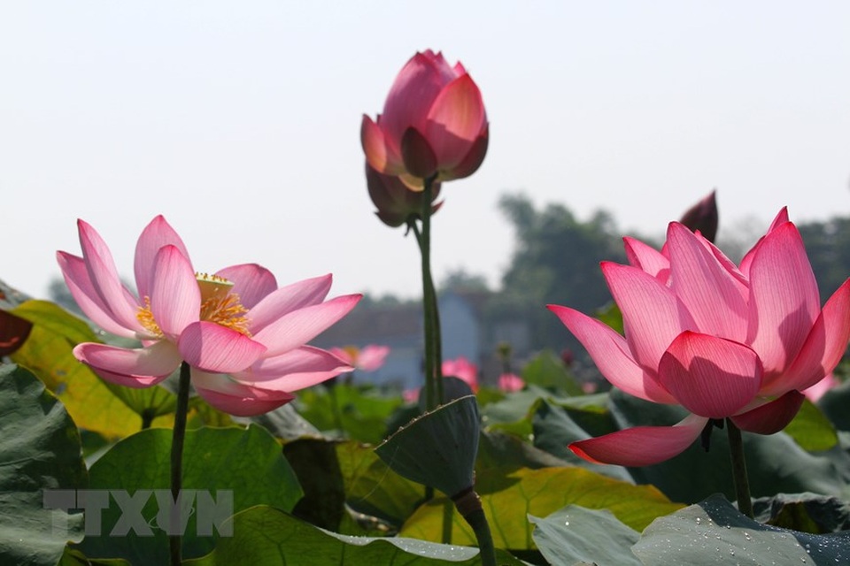 Sen hồng bung sắc giữa những làng quê đầy nắng và gió - 2 Sen hồng bung sắc giữa những làng quê đầy nắng và gió - 2