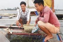 Chàng trai bỏ lương 9 triệu về làng nuôi cá lồng lãi 200 triệu đồng/năm