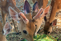 Nuôi con mọc sừng "đại bổ", chàng trai Gia Lai lãi to