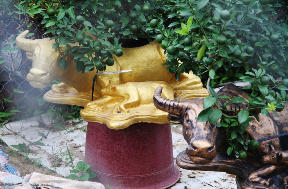 Trâu vàng thảnh thơi cõng quất cảnh giá bạc triệu dịp Tết Tân Sửu 2021 - 5