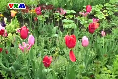 NSND Thanh Hoa hát "Mùa xuân làng lúa làng hoa"