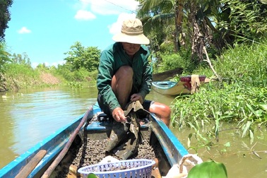 Tuyệt chiêu bắt ốc giúp lão nông Đồng Tháp bỏ túi gần triệu đồng mỗi ngày