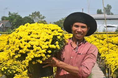 Tết Kỷ Hợi, hoa Tết nhiều, giá tăng khoảng 10%