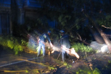 Video gió giật bật gốc cổ thụ trước Nhà Hát Lớn - Hải Phòng