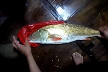 Bắt được con cá màu óng ánh nghi cá sủ vàng quý hiếm