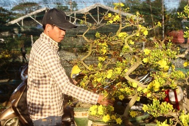 Nhà vườn chăm mai “dở khóc, dở cười” vì thời tết “bất thường” khiến mai nở sớm