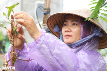 Nghề lặt lá mai dịp tết, đứng rũ chân kiếm 170.000 đồng mỗi ngày