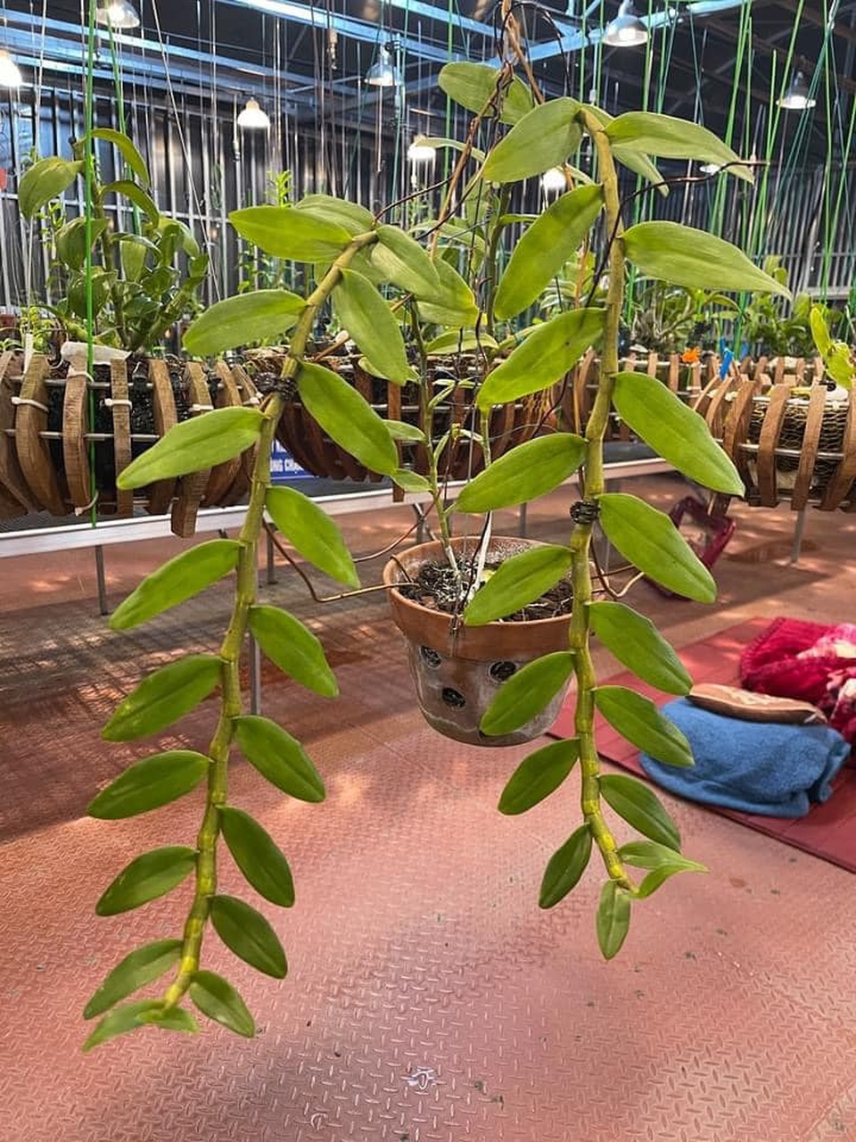 Nghệ nhân chia sẻ cách phòng bệnh héo rễ thường gặp ở hoa lan - 3 Nghệ nhân chia sẻ cách phòng bệnh héo rễ thường gặp ở hoa lan - 3