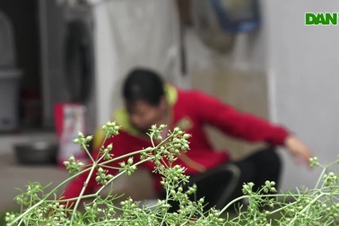 Ngôi làng 30 năm trồng cây mùi già chỉ thu hoạch 5 ngày cuối năm