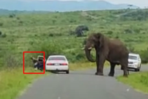 Người đàn ông bỏ chạy thục mạng khỏi xe hơi khi bị voi áp sát