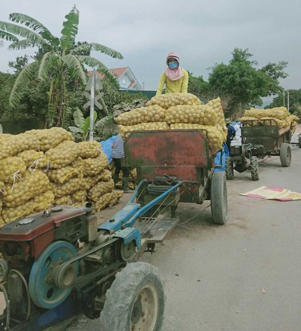 Quảng Ninh giải cứu khoai tây cho người dân khu vực bị phong tỏa - 2 Quảng Ninh giải cứu khoai tây cho người dân khu vực bị phong tỏa - 2