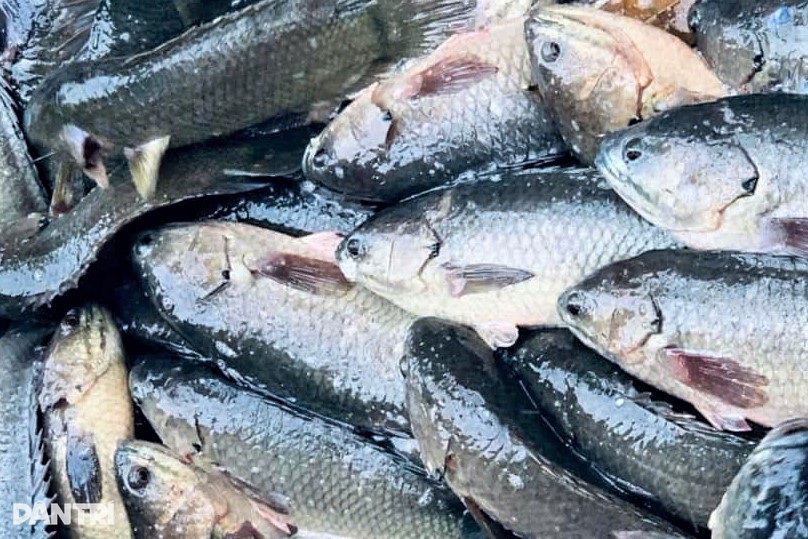 Làm ruốc cá rô tiến vua bán Tết giúp người đàn ông đổi đời - 1