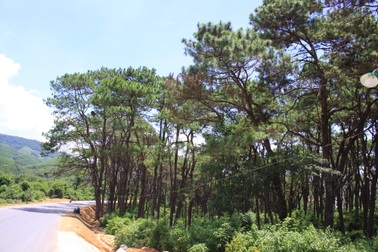 Rừng thông cổ thụ “đẹp như Đà Lạt” dần biến mất