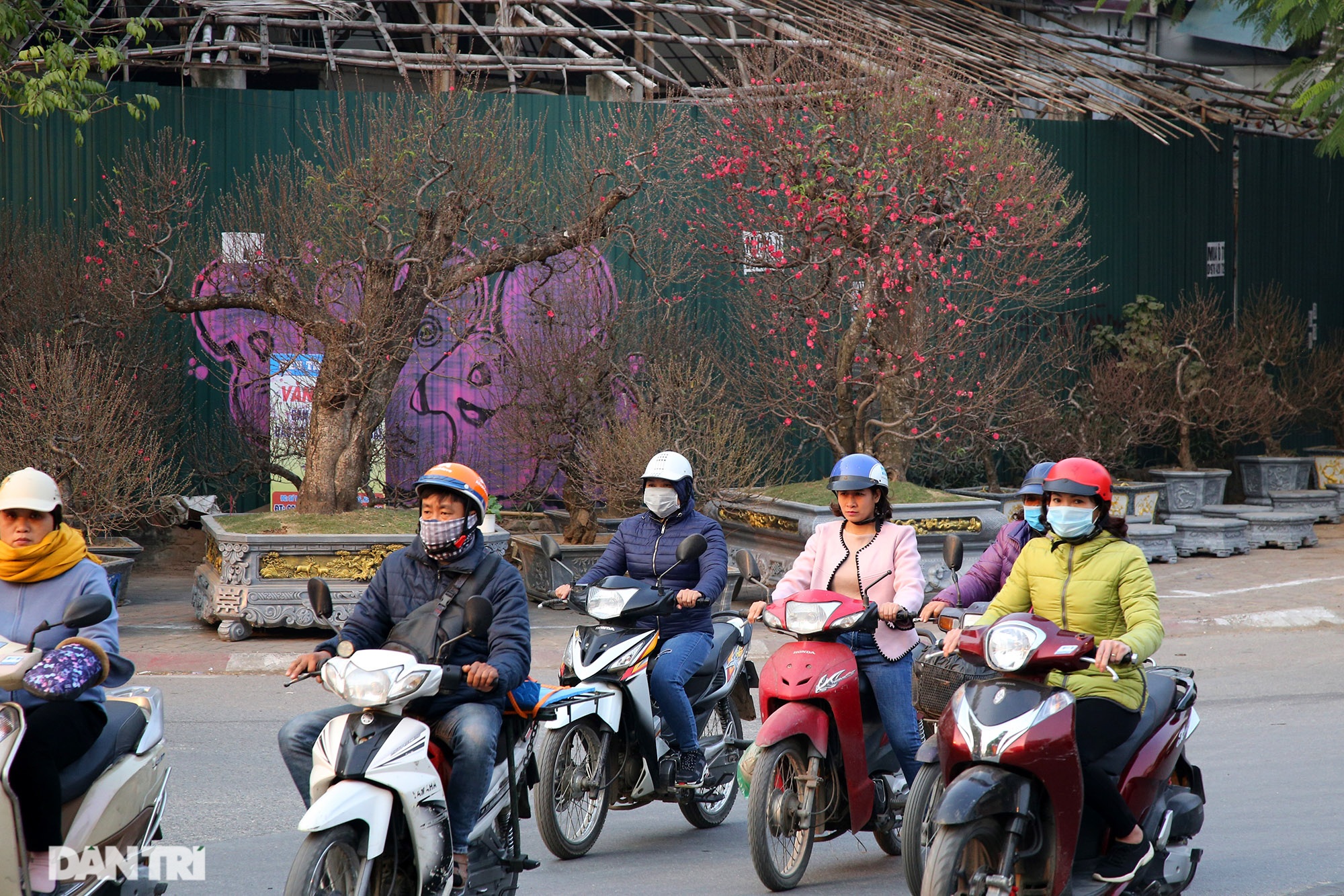 Đào sớm mang không khí Tết về trên đường phố - 10 Đào sớm mang không khí Tết về trên đường phố - 10