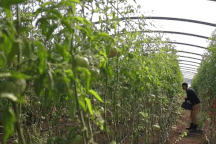 Đôi vợ chồng biến 1300m2 đất hoang thành nông trại hữu cơ "vạn người mê"