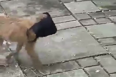 Cười nghiêng ngả với chú khỉ có ý thức, biết đeo khẩu trang