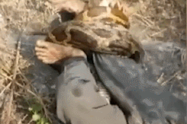 Người đàn ông suýt mất mạng vì bị trăn lớn tấn công