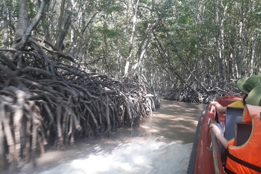 Đến Cần Giờ khám phá rừng Sác cực hoang dã