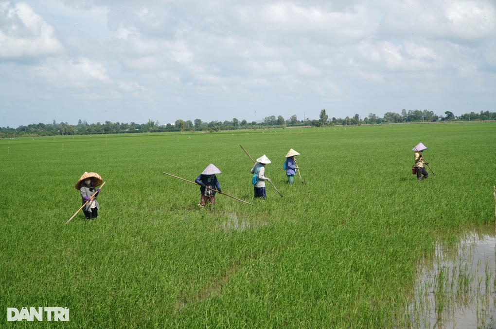 Trồng lúa sạch, nông dân mong chim thần xuống ruộng kiếm ăn - 1 Trồng lúa sạch, nông dân mong chim thần xuống ruộng kiếm ăn - 1