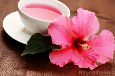 Bất ngờ với khả năng chữa ung thư của loài hoa mọc dại ở Việt Nam