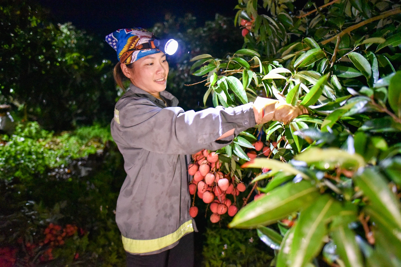 Người dân “thủ phủ vải thiều” Lục Ngạn chong đèn thu hoạch vải - 2 Người dân “thủ phủ vải thiều” Lục Ngạn chong đèn thu hoạch vải - 2