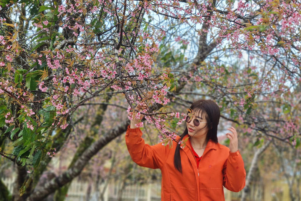 Dòng người ùn ùn đổ về ngắm hoa mai anh đào nhuộm hồng Măng Đen - 4 Dòng người ùn ùn đổ về ngắm hoa mai anh đào nhuộm hồng Măng Đen - 4