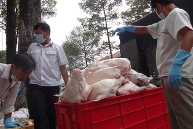 Bắt giữ hơn 700 kg heo thối đang vào bến xe