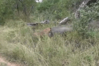 Lợn rừng húc tung báo đốm để cứu con nhưng bất thành