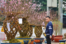 Đào lộc bình độc lạ giá trên dưới 10 triệu đồng ra mắt Tết Giáp Thìn 2024