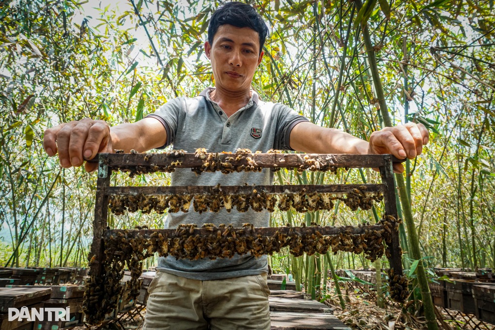 Nuôi hàng triệu công nhân vo ve nay đây, mai đó lại kiếm bộn tiền - 1 Nuôi hàng triệu công nhân vo ve nay đây, mai đó lại kiếm bộn tiền - 1