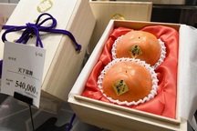 50 triệu đồng một quả hồng Nhật