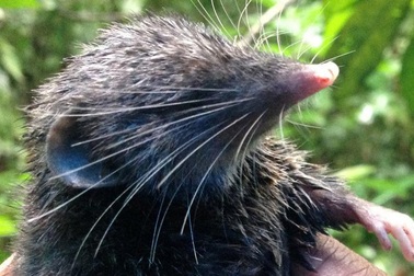 Phát hiện loài chuột chù có xương sống khoẻ nhất trong động vật có vú