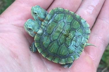 Chú rùa xanh có hai đầu