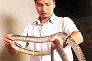 Tuổi chuột nuôi rắn kiếm tiền tỷ