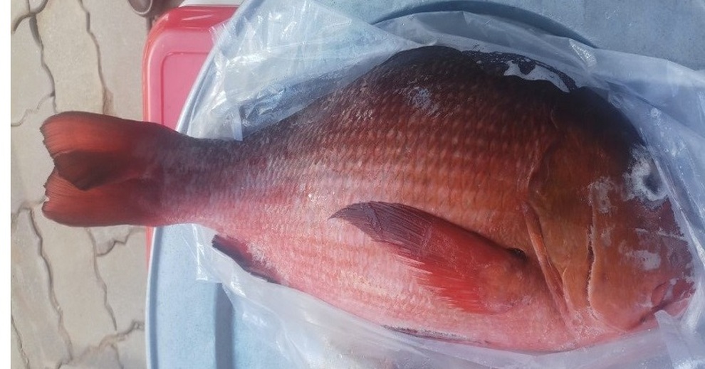 Những đặc sản biển quen tên, nhưng có thể gây ngộ độc tới chết người - 1 Những đặc sản biển quen tên, nhưng có thể gây ngộ độc tới chết người - 1