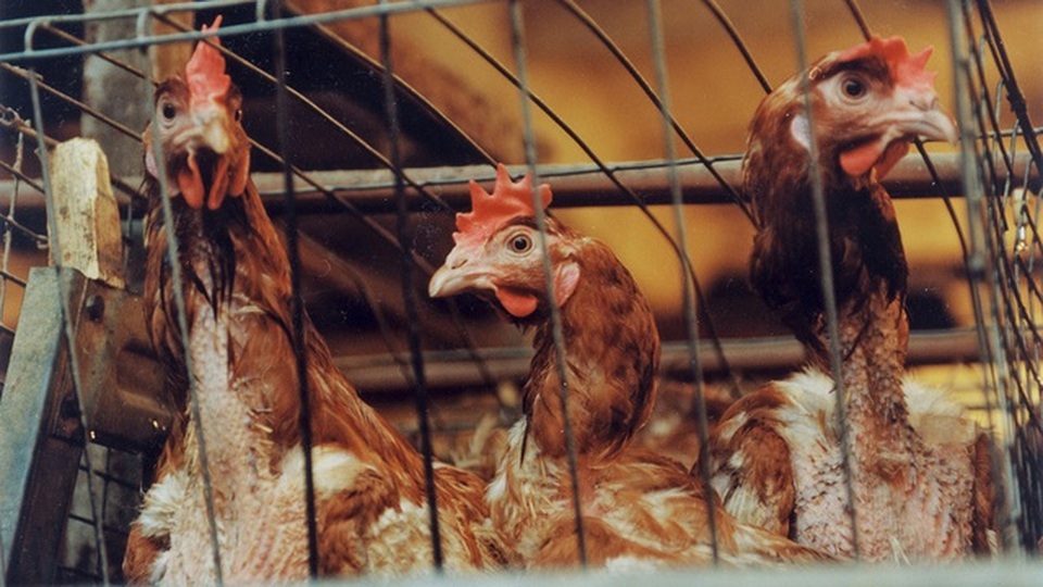 WHO, FAO khuyến cáo Việt Nam cảnh giác cúm H5N8 lây từ gia cầm sang người - 1 WHO, FAO khuyến cáo Việt Nam cảnh giác cúm H5N8 lây từ gia cầm sang người - 1