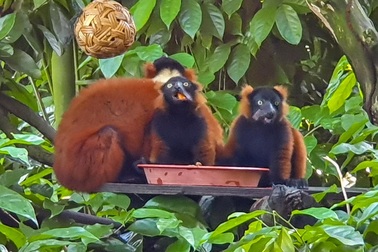 Vượn cáo song sinh quý hiếm tại vườn thú Singapore