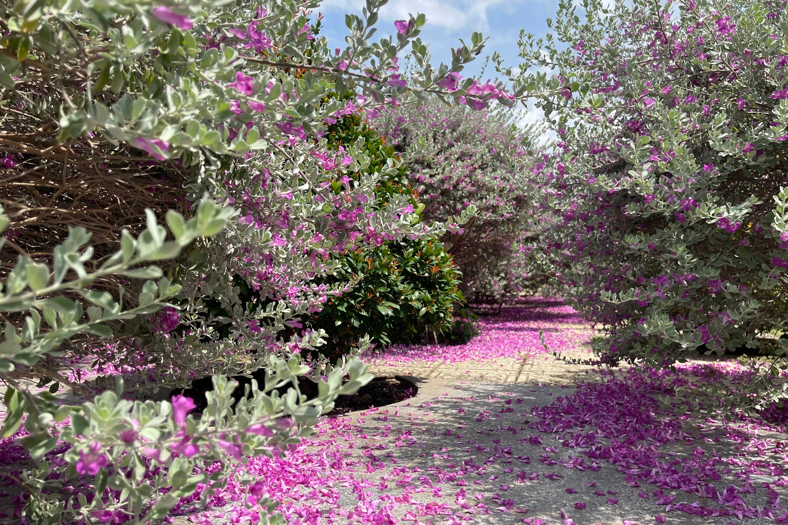 View - Vườn hoa tuyết sơn phi hồ gây sốt ở TPHCM: Chỉ nở 15 ngày, tốn 150.000 đồng | Báo Dân trí