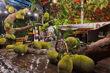 Quán cà phê độc đáo với hàng trăm quả mít sai trĩu trịt