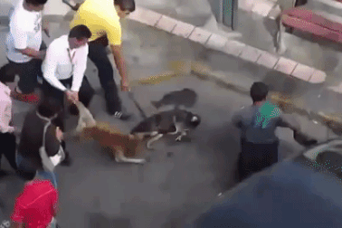 Gậy, chích điện, hơi cay... cũng không ngăn được "cơn điên" của chó Pitbull