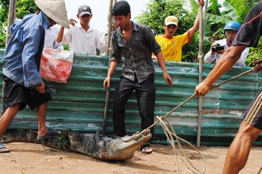 Vẫn còn “mất ăn, mất ngủ” vì… cá sấu