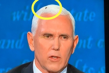 Bầu cử Mỹ: Ruồi đậu trên đầu ông Pence trong tranh luận gây “bão mạng”